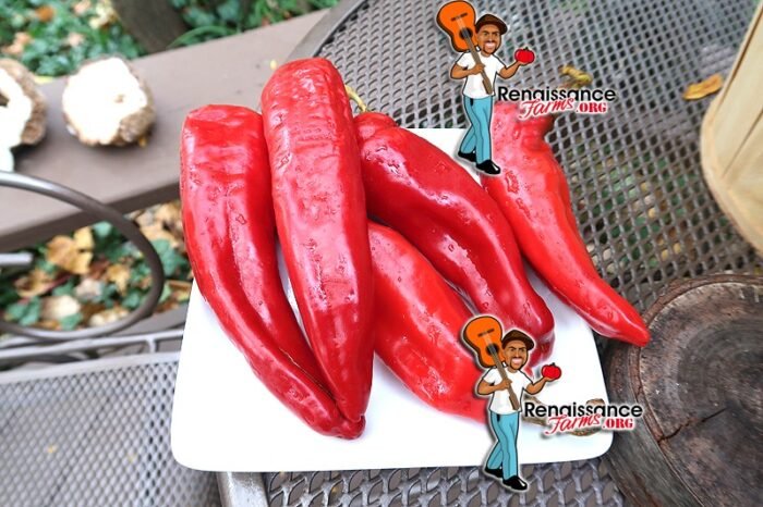 Hatch Chili Pepper