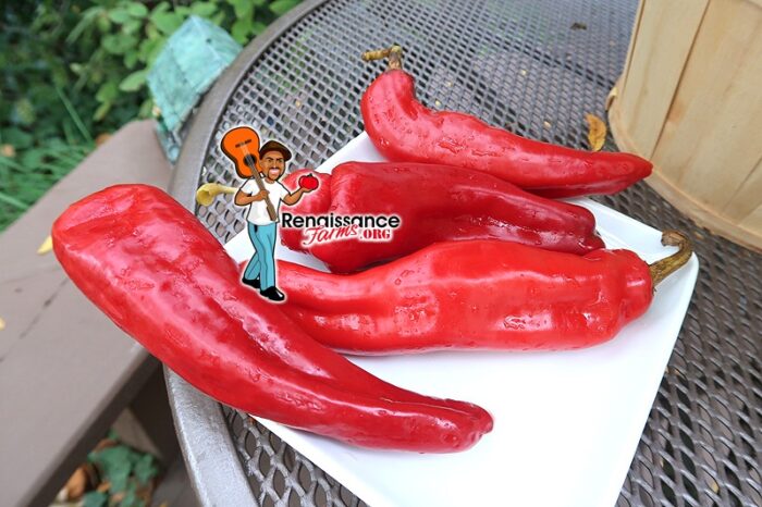 100 Heirloom NuMex BIG Jim Hatch Chili Pepper Seeds - Grow HUGE Mild Foot-Long Peppers!