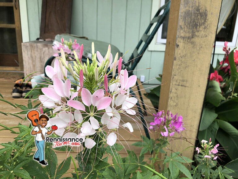 Rose Queen Cleome Seeds For Sale At Renaissance Farms.