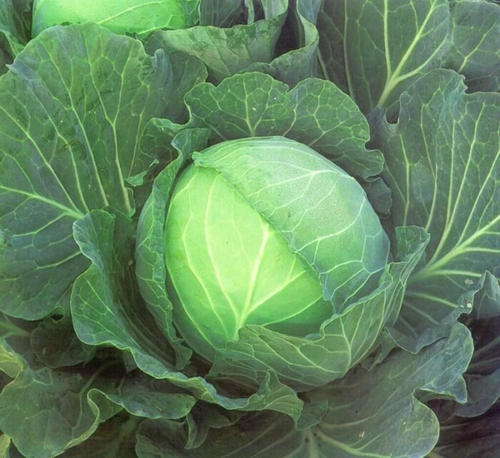 Copenhagen Market Cabbage