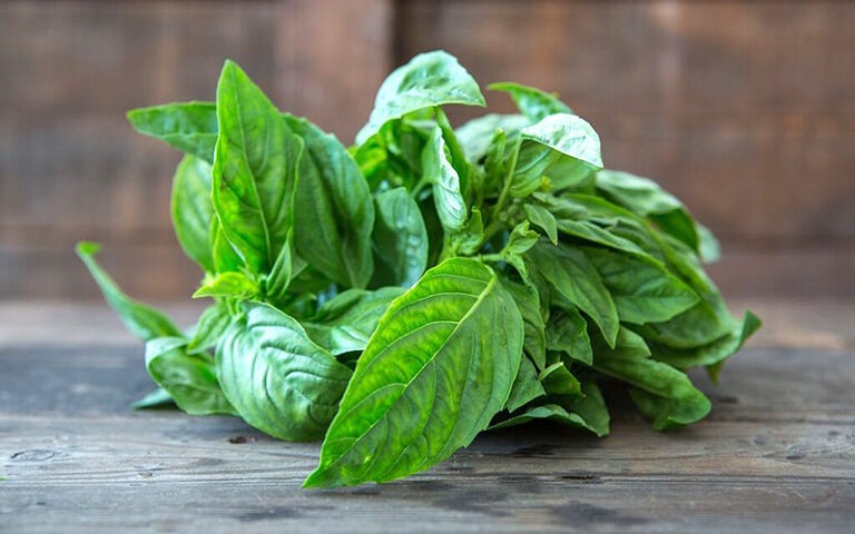 Genovese Basil Seeds For Sale At Renaissance Farms