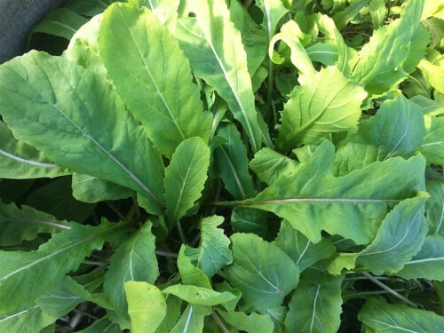 Astro Arugula - Seeds Available At Renaissancefarms