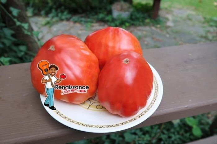 Big Dolly Red Tomato