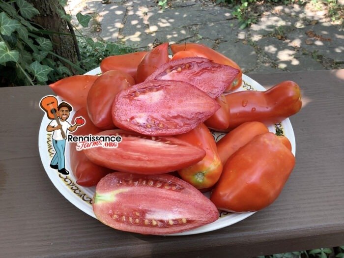 Big Girl Tomatoes