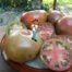 Bounty's Best Tomato