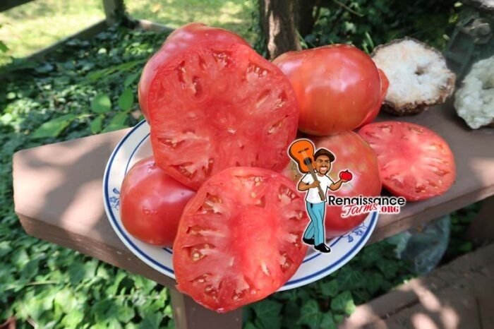 Evan Shewmaker Tomato
