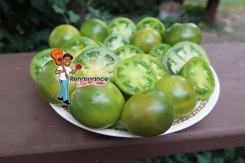 Georgia Green Cherry Tomato