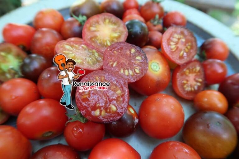 Inkspot Micro Dwarf Tomato Renaissance Farms Heirloom Tomato Seeds