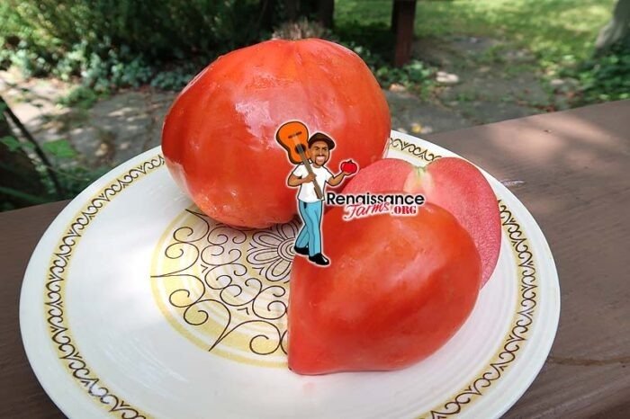 Kentucky Beefheart Tomato