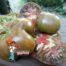 Mikado Black Tomato