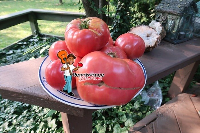 Mrs Benson Tomato