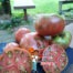 New Cheef Tomato