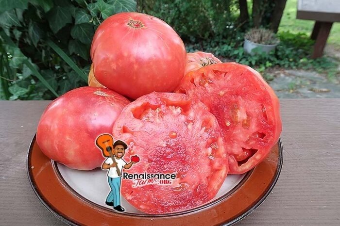 Norcarlina Pink Tomato