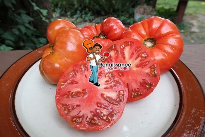 Oncle Remi Tomato