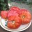 Palmira's Northern Italian Heirloom Tomato.jpg