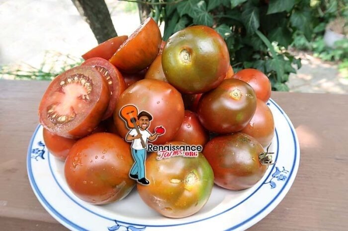 Paul Robeson European Tomato