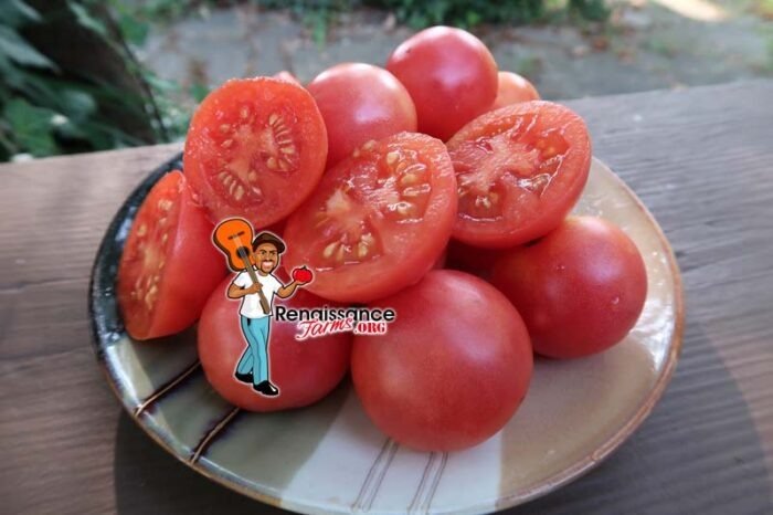 Pink Ping Pong Tomato