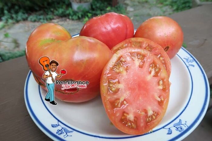 Stomp Of The World Tomato