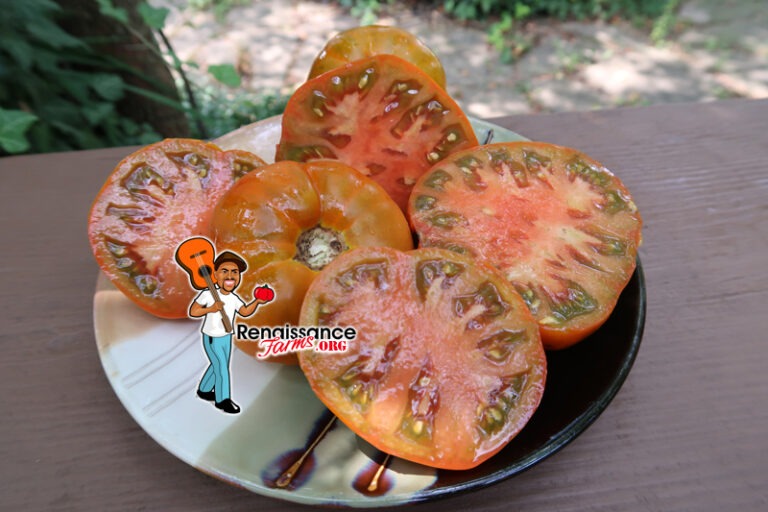 Thorburn's TerraCotta Tomato Seeds For Sale At Renaissance Farms