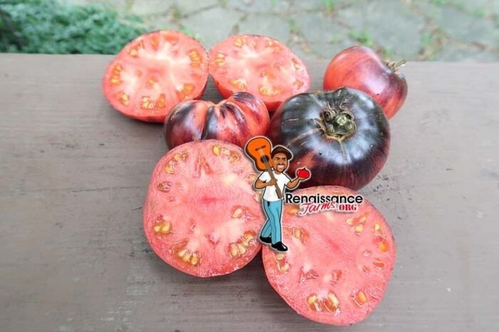Lush Lovely Tomato