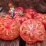 Bali Tomato