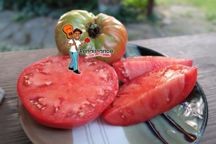 Big Mack Tomato