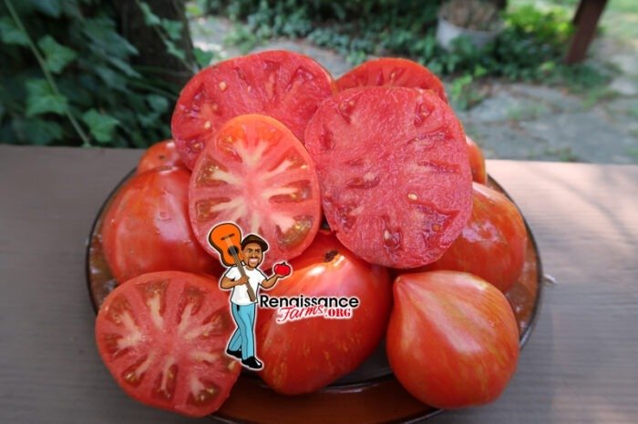 Dwarf Speckled Heart Tomato