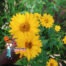 False Sunflower