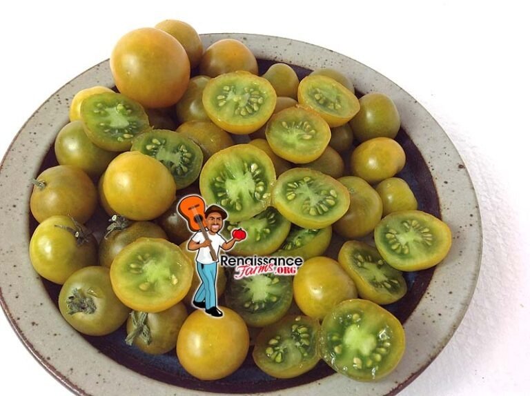 Fat Frog Micro Dwarf Tomato - Renaissance Farms Heirloom Tomato Seeds