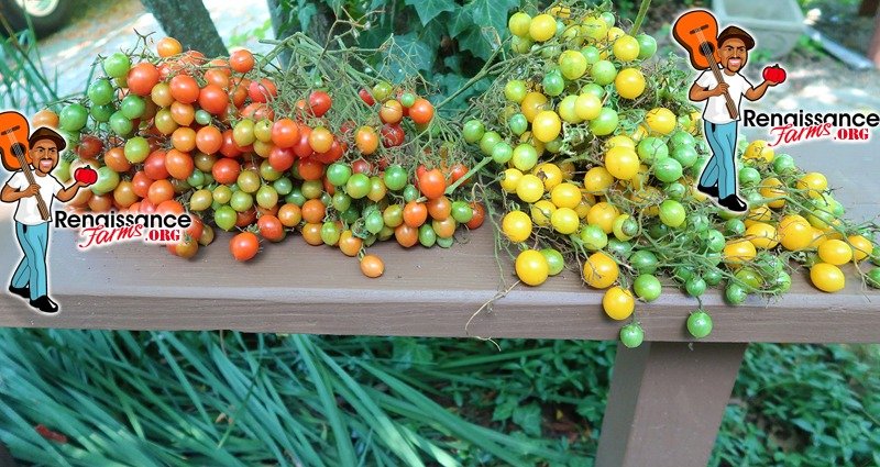 Multiflora Cherry Tomatoes