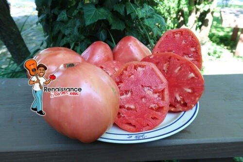 Joe's Pink Oxheart Tomato