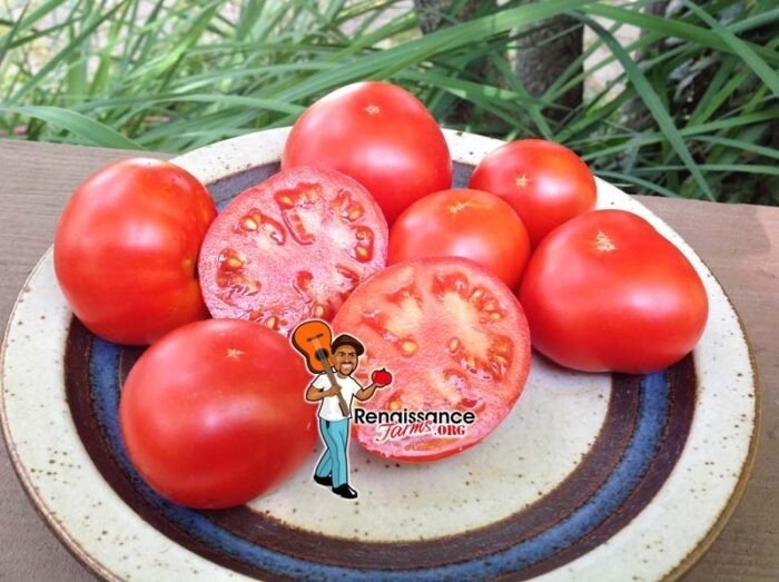 Tiny Totem Micro Dwarf Tomato