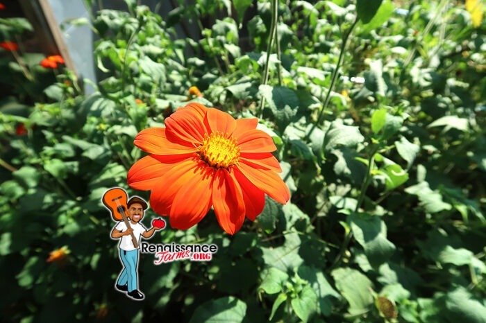 Mexican Sunflower Torch