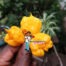 7 Pot Yellow Pepper