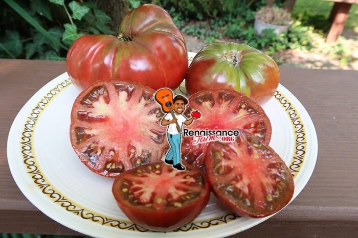 varsovia tomato