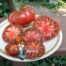 varsovia tomato