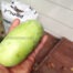 Indiana Paw Paw